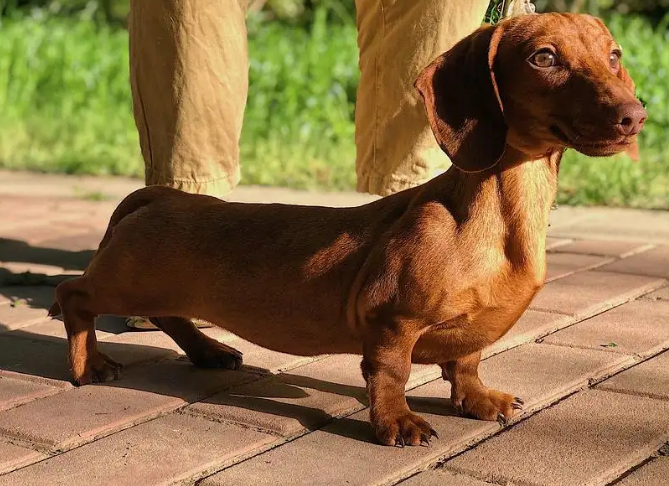 迷你腊肠犬优缺点是什么?来了解下吧 迷你腊肠犬优缺点是什么?来了解下吧