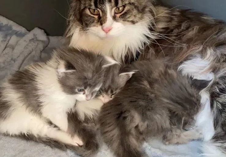 猫咪为什么要养孩子