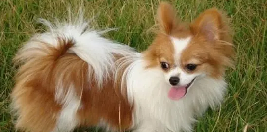 蝴蝶犬喂什么比较好? 蝴蝶犬喂什么比较好?