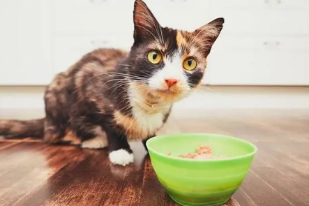 为什么我家猫咪吃的特别少