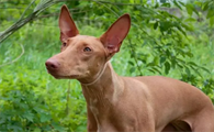 萌宠小知识：法老王猎犬长骨刺怎么治疗？