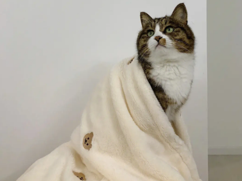 猫咪为什么要踩毯子呢