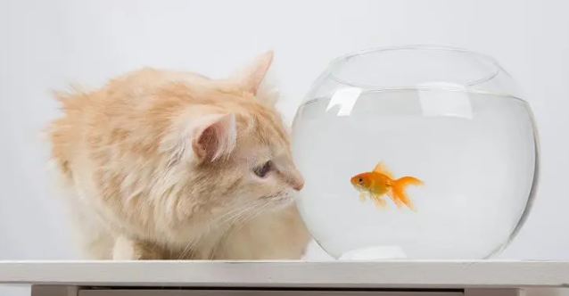 猫咪为什么要蹲在鱼缸里边 猫咪为什么要蹲在鱼缸里边
