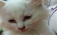 宠物猫有眼屎是怎么回事啊