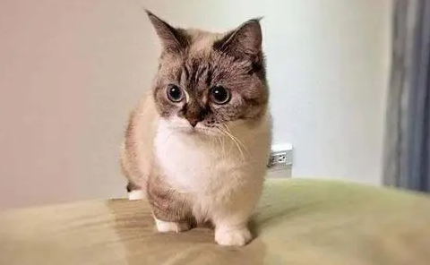 拿破仑猫是什么猫？一文给你介绍