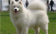 爱斯基摩犬怎么洗澡?洗澡要注意什么?