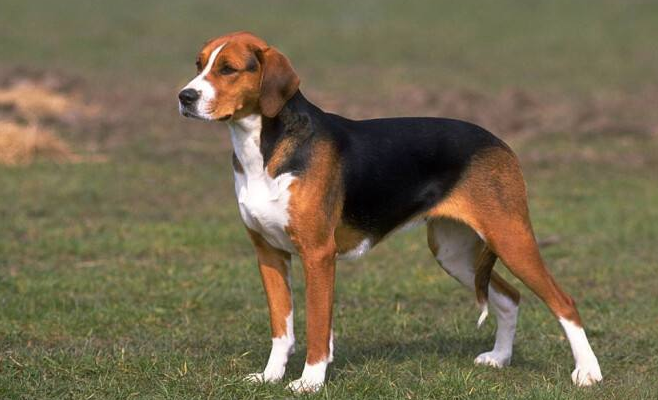 怎么训练英国猎狐犬握手？确定不来了解一下？
