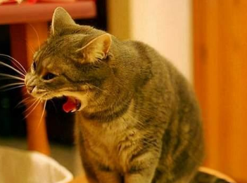猫咪为什么爱吐 猫咪为什么爱吐
