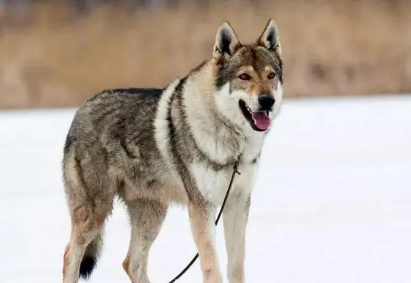养捷克狼犬要注意什么?可以来看看! 养捷克狼犬要注意什么?可以来看看!