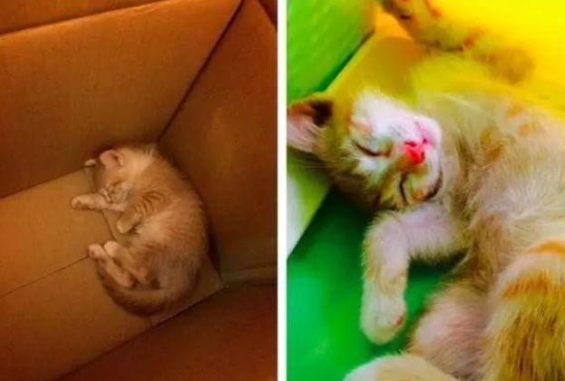 爸爸威胁：你敢养猫就睡楼梯！结果现在睡一起的情况是？
