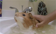 荷兰猪怎么洗澡