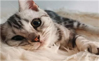 猫丢了怎么才能快速找回