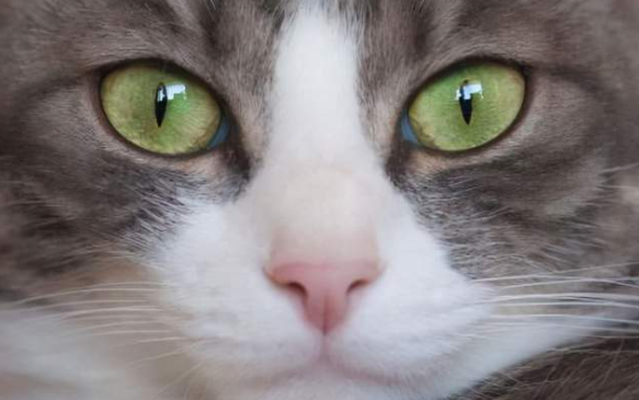 选猫咪为什么要看眼睛颜色呢 选猫咪为什么要看眼睛颜色呢