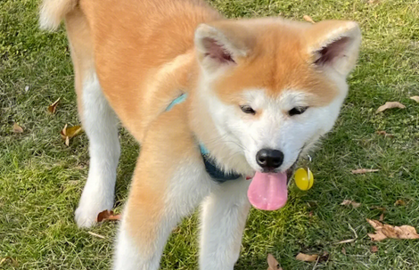 和秋田犬长得像的狗，你都知道哪些？