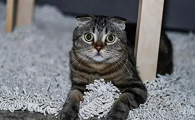 猫被打的半死的状态