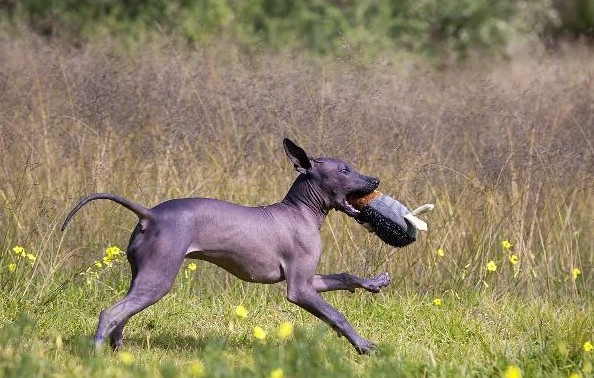 墨西哥无毛犬拉虫子怎么办？一起来瞧瞧～