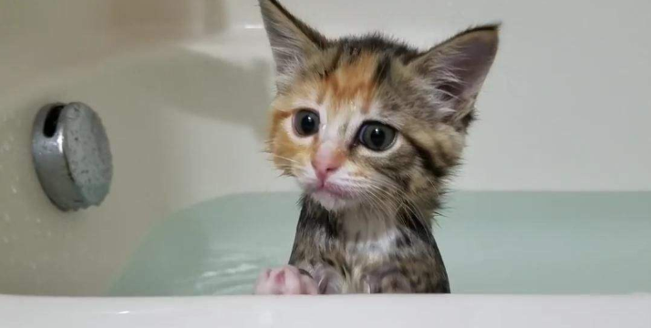 美国短尾猫怎么洗澡？有哪些注意事项？