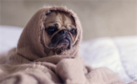 茶杯犬能吃什么水果?饲养须知~