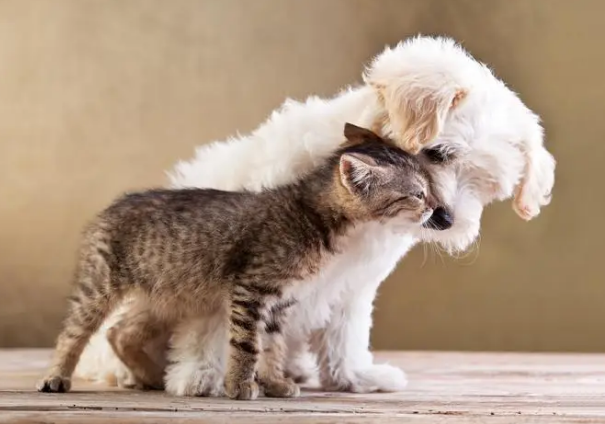 猫咪舔狗狗的毛 猫咪舔狗狗的毛