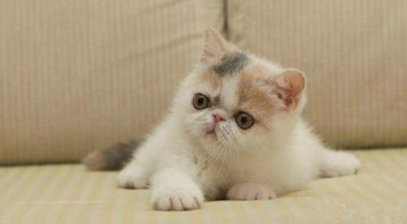 广州加菲猫猫舍 广州加菲猫猫舍
