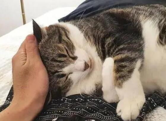 猫咪为什么趴你身上