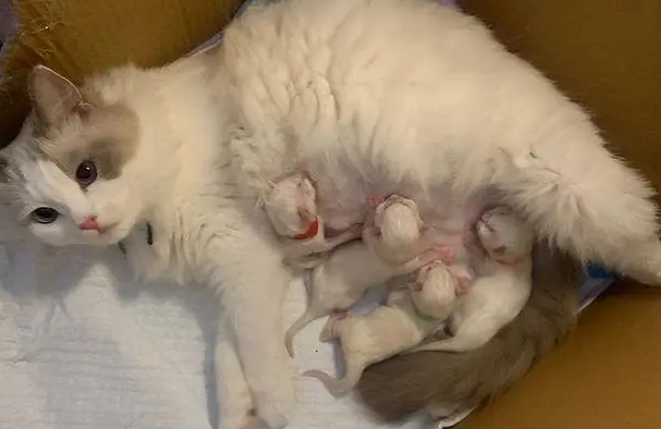 怎样防止母猫转移小猫