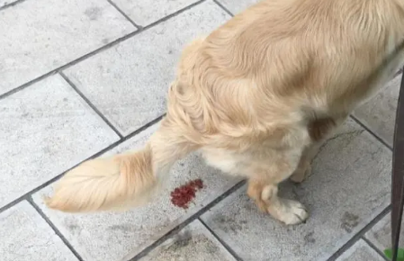 细小拉血是必然过程吗 细小拉血是必然过程吗