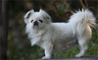 北京犬怎么训练？此文帮你解答