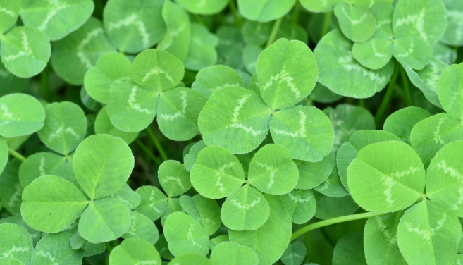 三叶草能吃吗好吃吗