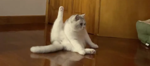 猫咪为什么要往后伸腿呢怎么回事 猫咪为什么要往后伸腿呢怎么回事