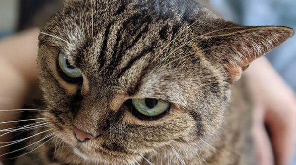 猫咪眼神凶狠怎么回事