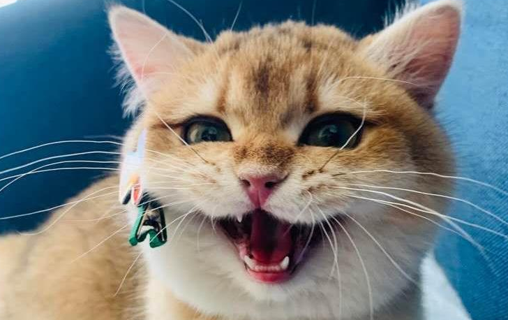为什么猫咪看到猫咪会呲牙