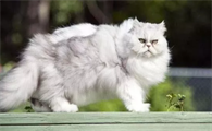 萌宠小知识:怎么给波斯猫梳毛?