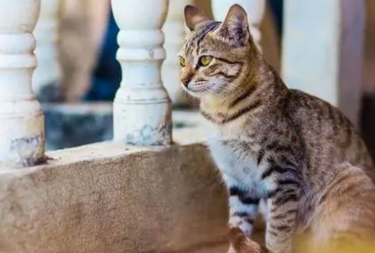 为什么一出门猫咪就叫