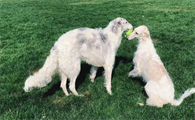 养宠知识:苏俄猎狼犬什么时候发情?