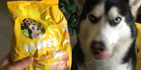 爱慕思狗粮_iams爱慕思狗粮好吗