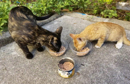 喂流浪猫是积德行善吗