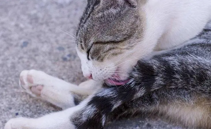猫为什么爱玩自己的尾巴 猫为什么爱玩自己的尾巴