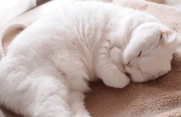 猫咪为什么抱着脸睡觉