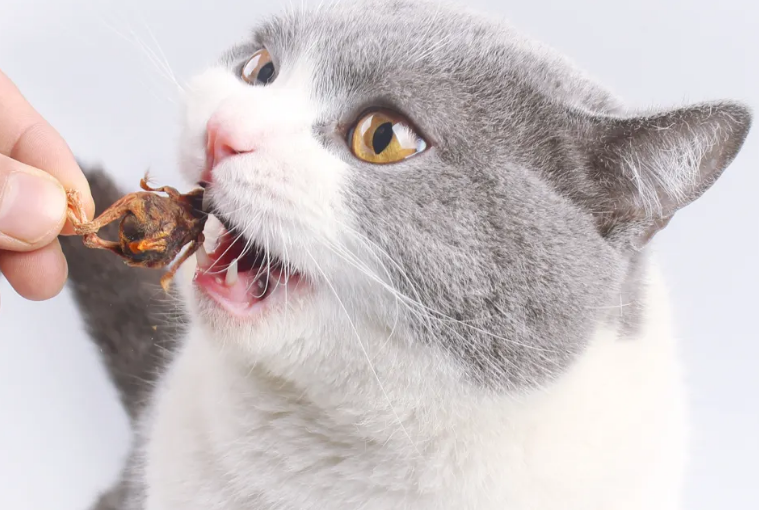 3个月的宠物猫可以吃冻干鹌鹑吗 3个月的宠物猫可以吃冻干鹌鹑吗