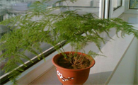 文竹对猫咪来说有毒么