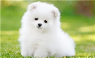 茶杯犬掉毛严重吗?为什么会掉毛?