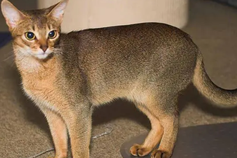阿比西尼亚猫有血尿怎么回事？也许是缺钙