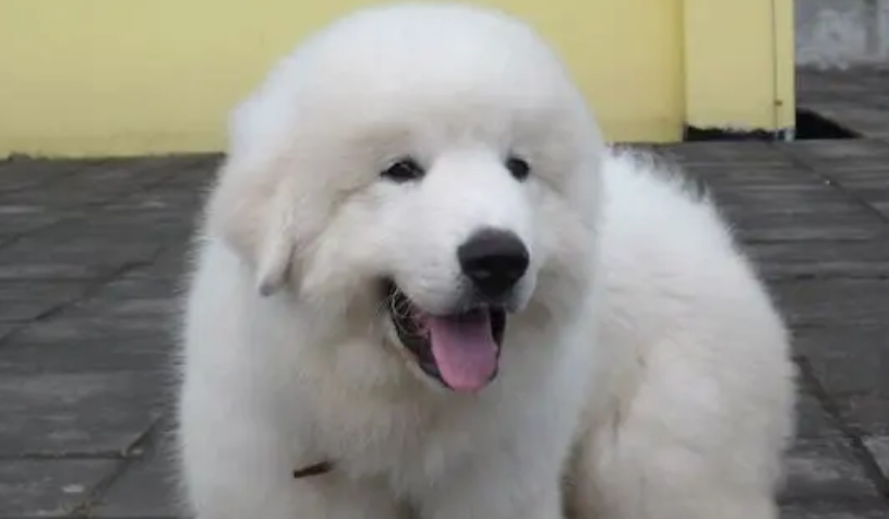 大白熊犬乱叫怎么办?怎么才能让它安静? 大白熊犬乱叫怎么办?怎么才能让它安静?