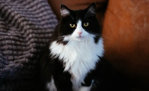 宜昌哪里有猫舍
