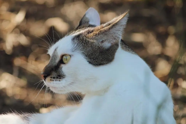 猫咪绝育完为什么更活泼一些