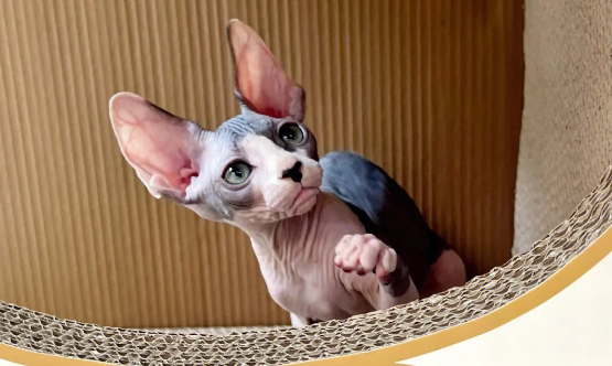 斯芬克斯猫怎么养不臭？这里有答案！