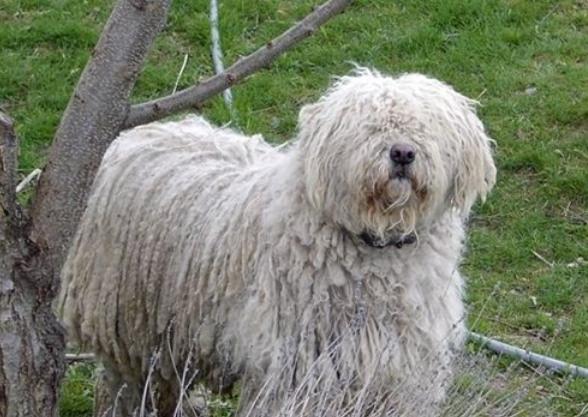 新人贴！可蒙犬呕吐拉稀怎么办？