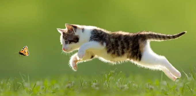 猫看到鬼会保护主人吗