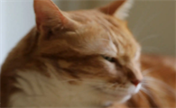 猫彻底死了的表现